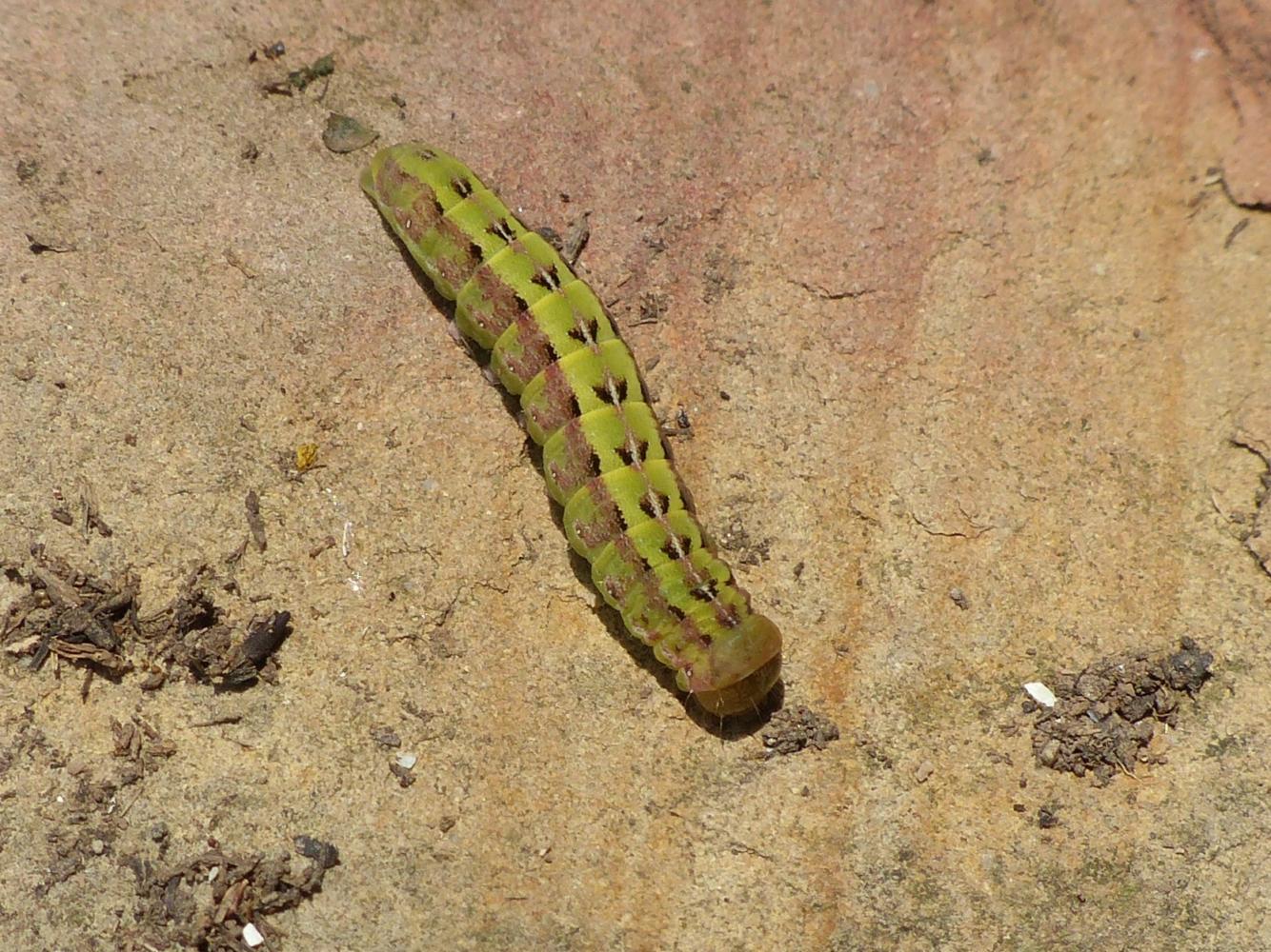 Bruco di Noctuidae: Aporophyla (Aporophyla) australis